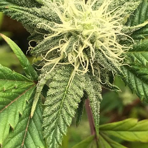 Pluto #3 growlog timeline photo