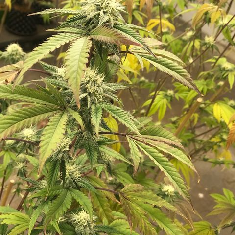 Pluto #3 growlog timeline photo