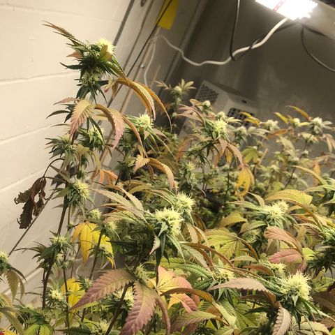 Pluto #3 growlog timeline photo