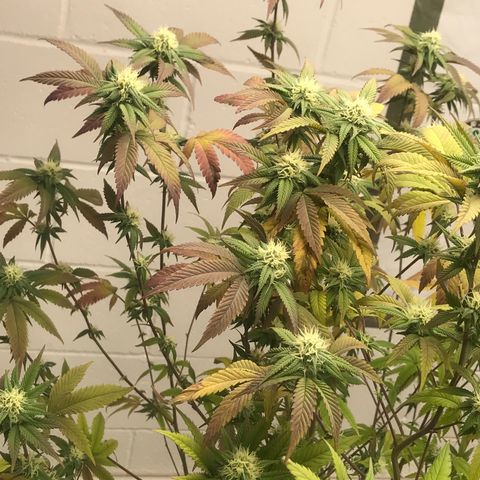 Pluto #3 growlog timeline photo
