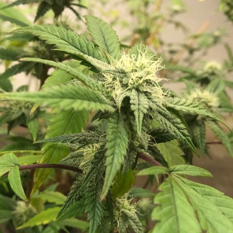 Pluto #3 growlog timeline photo