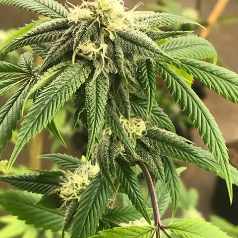 Pluto #3 growlog timeline photo