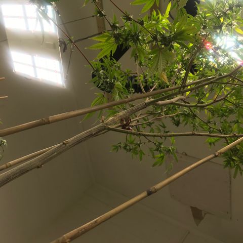 Pluto #3 growlog timeline photo