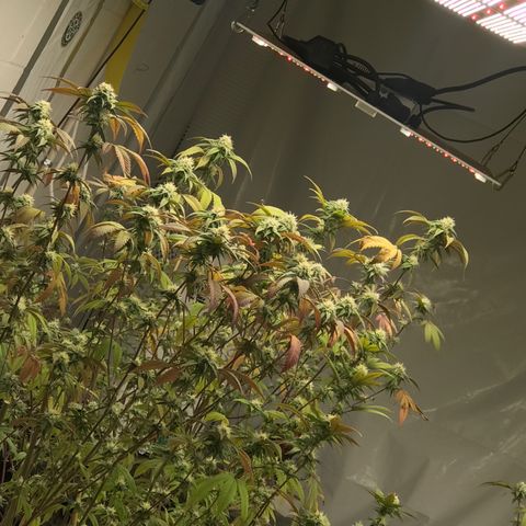 Pluto #3 growlog timeline photo