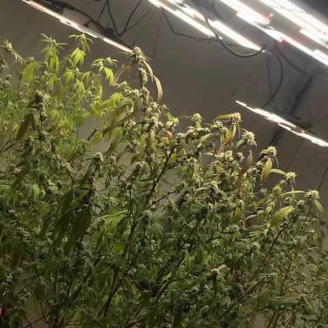 Pluto #3 growlog timeline photo
