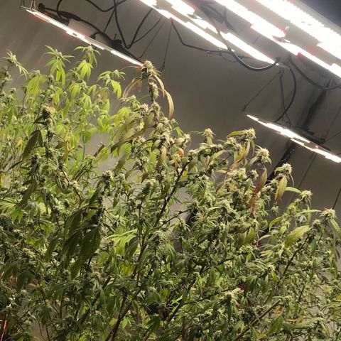 Pluto #3 growlog timeline photo