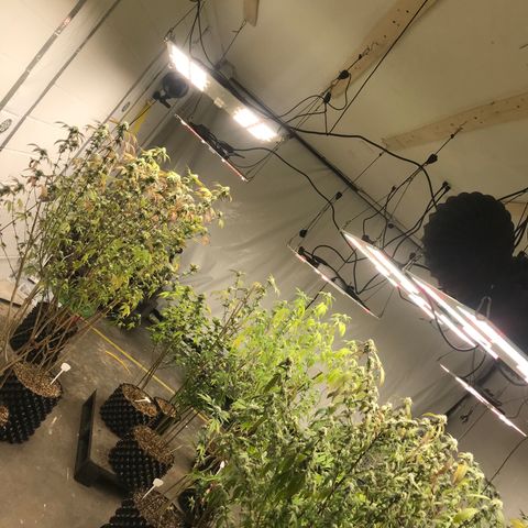 Pluto #3 growlog timeline photo