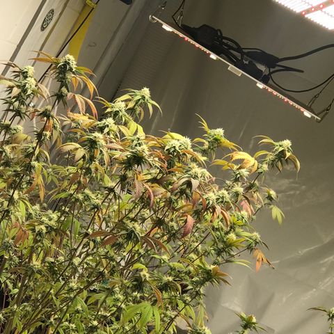 Pluto #3 growlog timeline photo