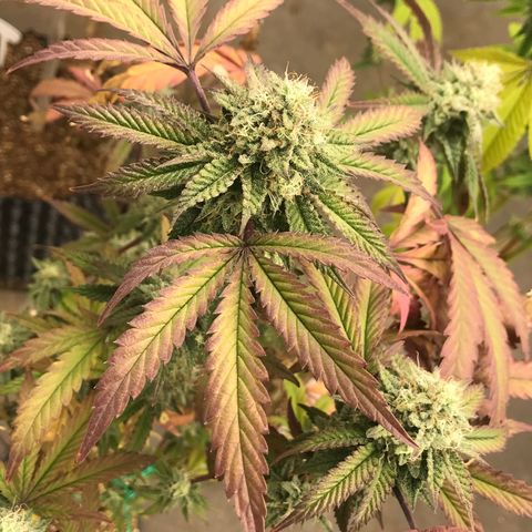 Pluto #3 growlog timeline photo