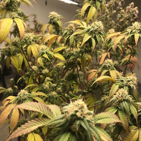Pluto #3 growlog timeline photo