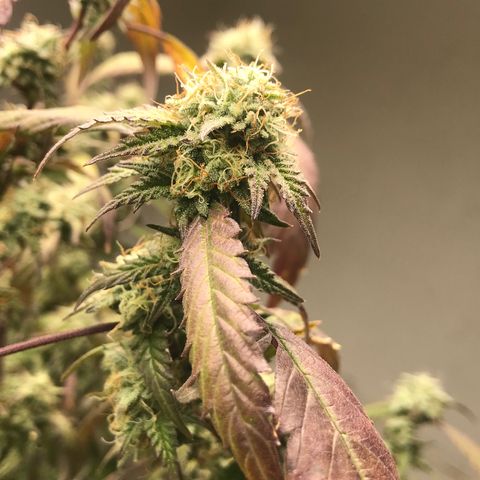Pluto #3 growlog timeline photo