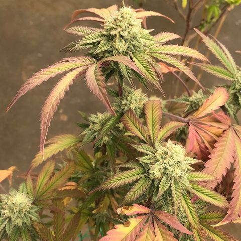 Pluto #3 growlog timeline photo