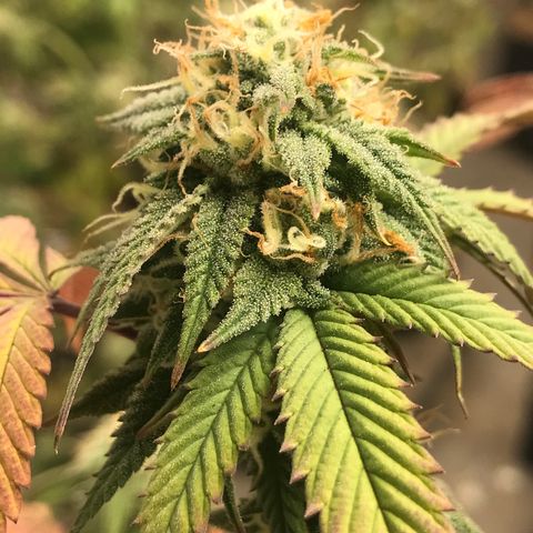 Pluto #3 growlog timeline photo