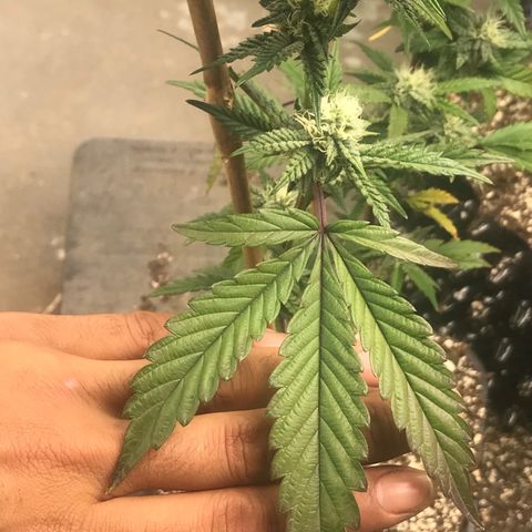 Pluto/BBC/TQ/RR growlog photo: Week 4