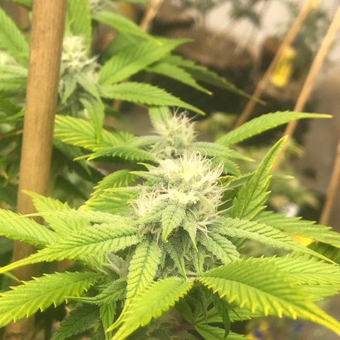 Pluto/BBC/TQ/RR growlog photo: Week 4