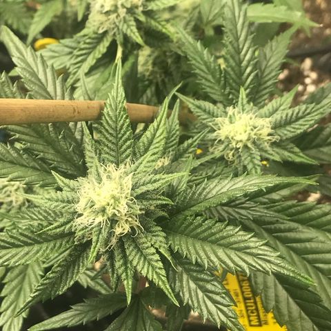 Pluto/BBC/TQ/RR growlog photo: Week 4