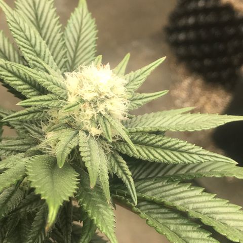 Pluto/BBC/TQ/RR growlog photo: Week 4
