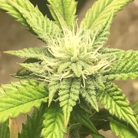 Pluto/BBC/TQ/RR growlog photo: Week 4
