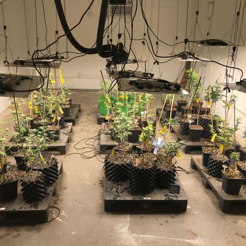 Pluto/BBC/TQ/RR growlog timeline photo