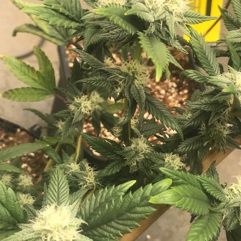 Pluto/BBC/TQ/RR growlog photo: Week 4