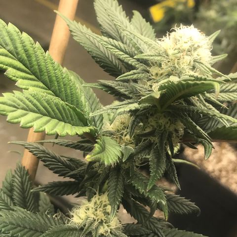 Pluto/BBC/TQ/RR growlog photo: Week 4