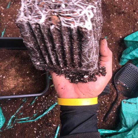 Pluto/BBC/TQ/RR growlog photo: Week 4