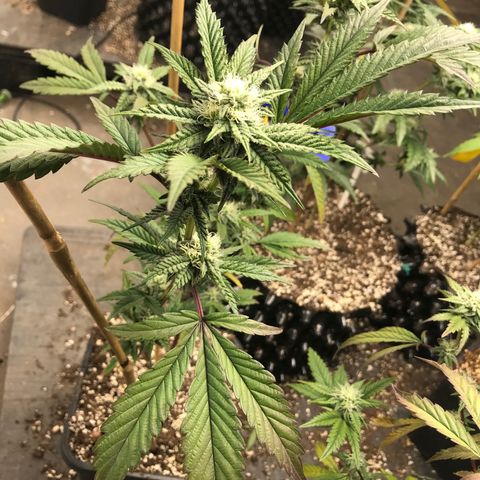 Pluto/BBC/TQ/RR growlog photo: Week 4