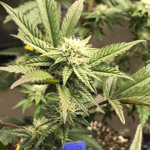 Pluto/BBC/TQ/RR growlog photo: Week 4