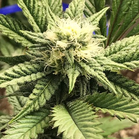 Pluto/BBC/TQ/RR growlog photo: Week 4