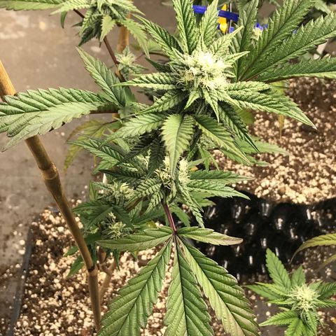 Pluto/BBC/TQ/RR growlog photo: Week 4