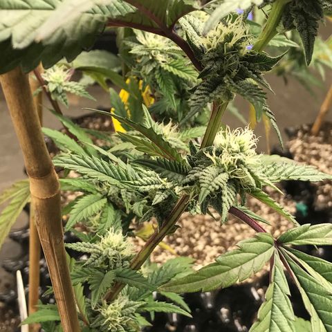 Pluto/BBC/TQ/RR growlog photo: Week 4