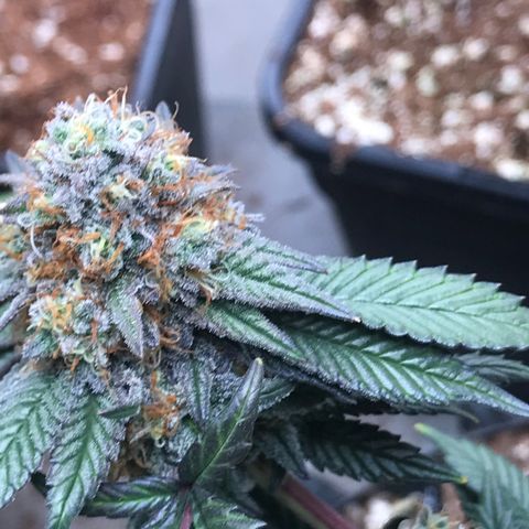 Pluto/BBC/TQ/RR growlog photo: Week 7 Silver Bullet + AC-Overdrive 