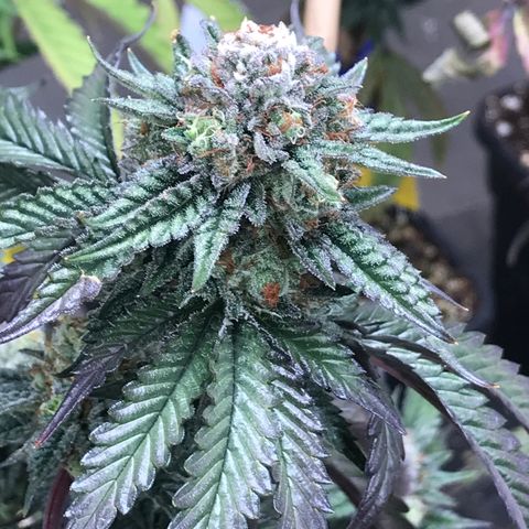 Pluto/BBC/TQ/RR growlog photo: Week 7 Silver Bullet + AC-Overdrive 