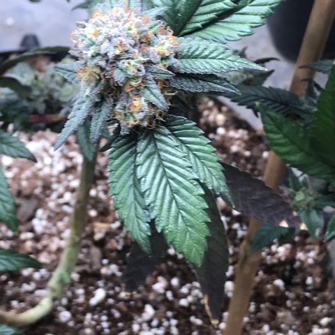 Pluto/BBC/TQ/RR growlog photo: Week 7 Silver Bullet + AC-Overdrive 