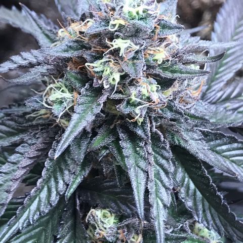 Pluto/BBC/TQ/RR growlog photo: Week 7 Silver Bullet + AC-Overdrive 