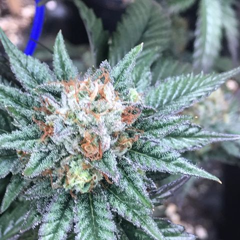 Pluto/BBC/TQ/RR growlog photo: Week 7 Silver Bullet + AC-Overdrive 