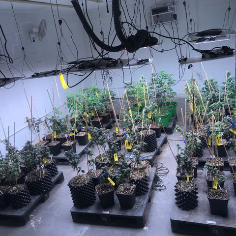 Pluto/BBC/TQ/RR growlog photo: Week 7 Silver Bullet + AC-Overdrive 