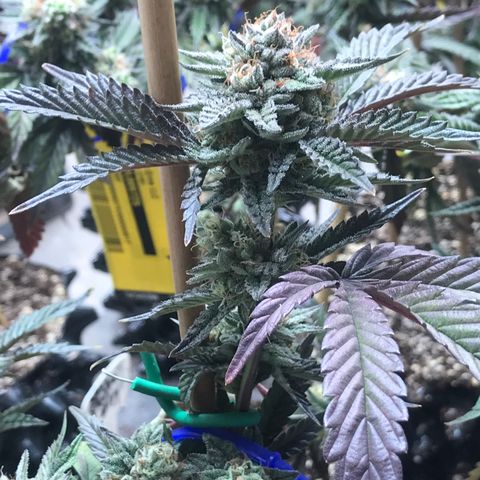 Pluto/BBC/TQ/RR growlog photo: Week 7 Silver Bullet + AC-Overdrive 