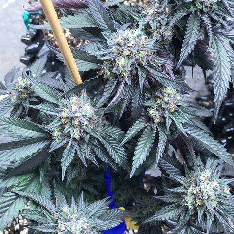 Pluto/BBC/TQ/RR growlog photo: Week 7 Silver Bullet + AC-Overdrive 