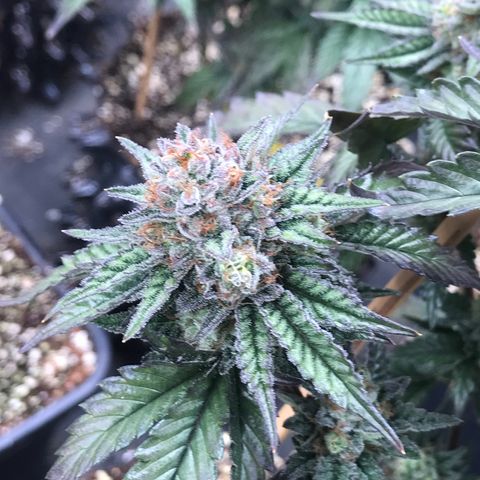 Pluto/BBC/TQ/RR growlog photo: Week 7 Silver Bullet + AC-Overdrive 