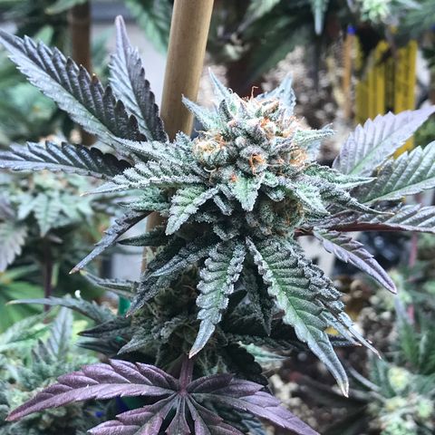 Pluto/BBC/TQ/RR growlog photo: Week 7 Silver Bullet + AC-Overdrive 