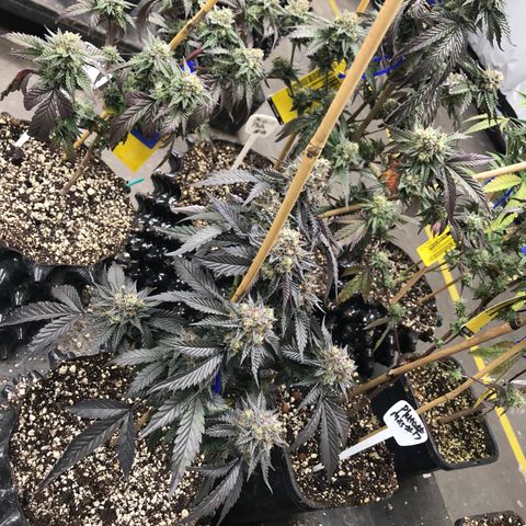 Pluto/BBC/TQ/RR growlog timeline photo