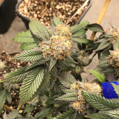 Pluto/BBC/TQ/RR growlog timeline photo