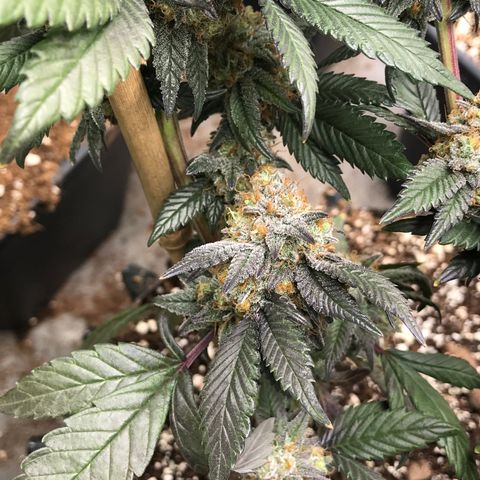 Pluto/BBC/TQ/RR growlog timeline photo