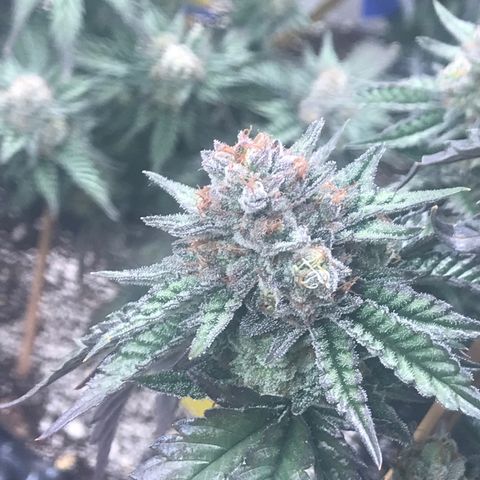Pluto/BBC/TQ/RR growlog timeline photo