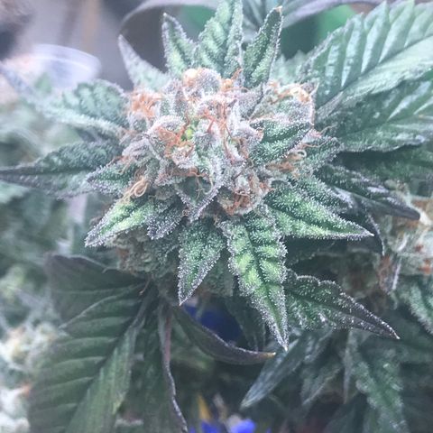 Pluto/BBC/TQ/RR growlog timeline photo