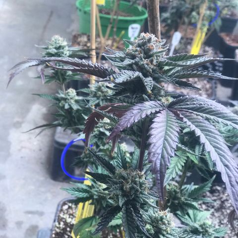 Pluto/BBC/TQ/RR growlog timeline photo