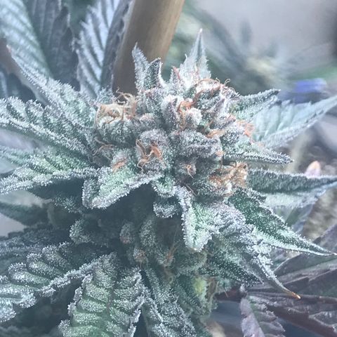 Pluto/BBC/TQ/RR growlog timeline photo