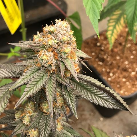 Pluto/BBC/TQ/RR growlog timeline photo