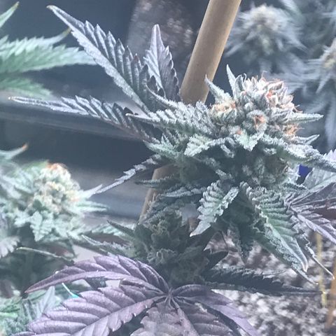 Pluto/BBC/TQ/RR growlog timeline photo